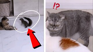 Epic Cat Fails: Crazy Cats Caught on Camera!