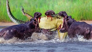 Hippo Blacken Crocodile Future By Fatal Bite When It Dare Risk Life To Hunt