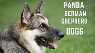 Panda German Shepherd dogs everything you need to know.