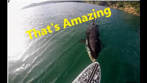 TOP TEN KILLER WHALE (Orca) Encounters caught on tape