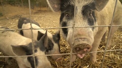 Handheld shot of domestic pigs in a barn at rural farm