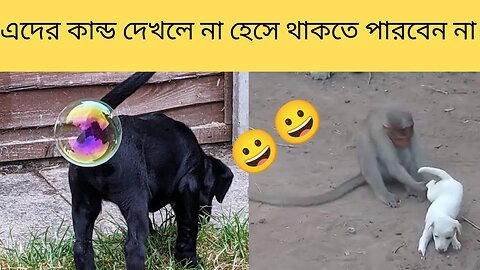 Funny animal video bangla