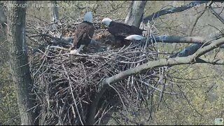 Hays Eagles Mom brings in huge clump of grass and leaves 2021 04 06 14:45