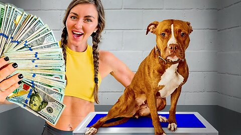 How I Helped a Dog Raise $1 Million!