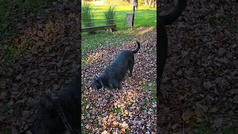 DOG HAS WAITED ALL SUMMER TO PLAY IN LEAVES