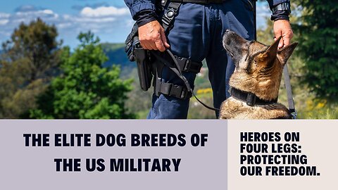 Heroes on Four Legs: The Elite Dog Breeds of the US Military