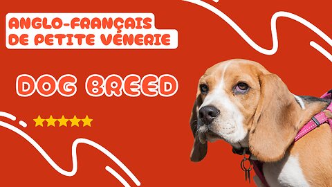 Meet the Anglo-Français De Petite Vénerie: The Dog Breed You Need to Know About!