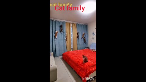 Cat Funny Video New__--Cat Videos 2023-- _cats _shorts