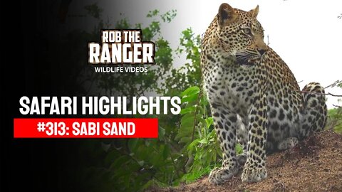 Safari Highlights #313: 25 - 31 December 2014 | Sabi Sand Nature Reserve | Latest Wildlife Sightings