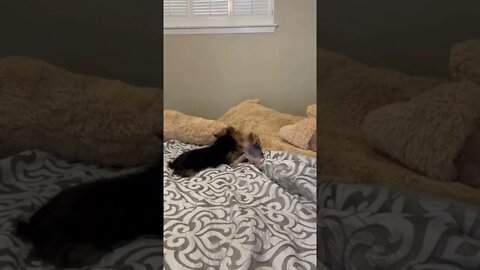 Yorkie Siblings Adorably Play Together ☺️