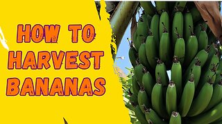 How to harvest Bananas!