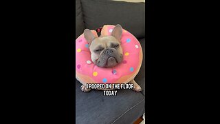 Donut of Shame | Mochi The French Bulldog