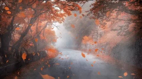 Foggy Autumn Morning/ Peaceful Wind & Leaves Blowing