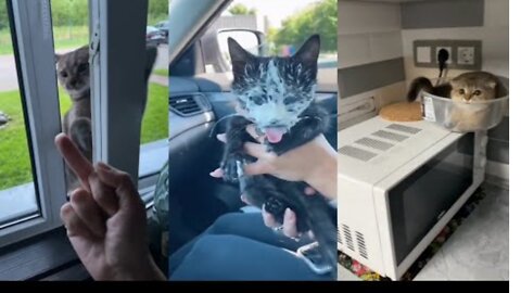 kitten has surprised mom all of a sudden