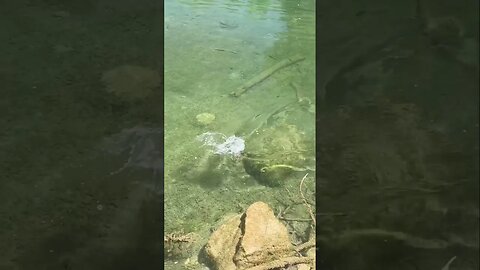 Panfish in a gin clear creek on the new spy jig. #fishing #panfishing #panfish #creekfishing #shorts