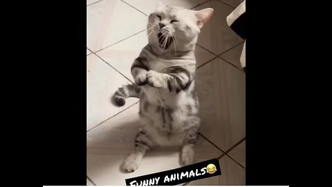 Best Funny Animal Videos 😂Funniest Animal Cat& Dog 2022😹#shorts #funny #cat #comedy #whatsapp