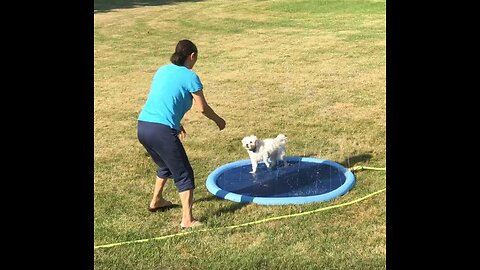 Read Buyer Reviews: Flyboo Splash Sprinkler Pad for Dogs Kids, Non-Slip Thicken Dog Pool with...