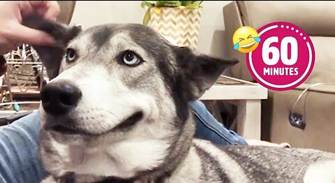 FUNNY Husky Moans for Scratches BEST Cat & Dog Videos