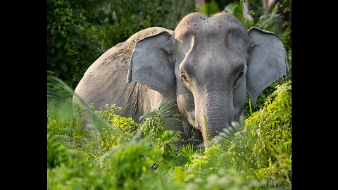 Last Chinese Elephants - Documentary