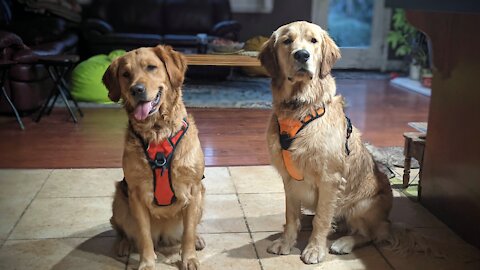 Just two playful Golden Retrievers