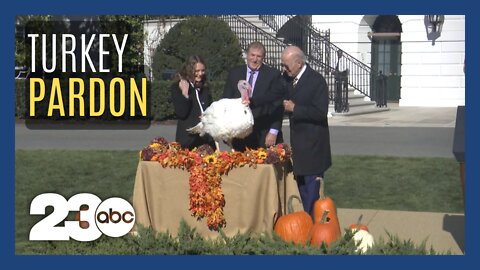 Traditional presidential turkey pardoning takes place at the White House