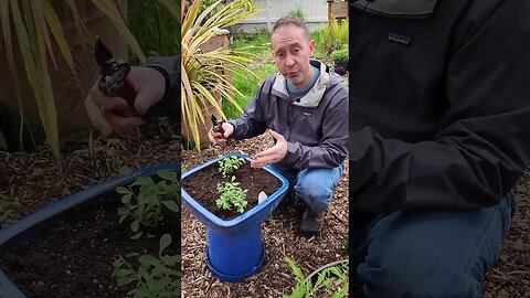 Want More Flowers This Summer? How to Prune Your Calibrachoa (and many other plants) 😉 #shorts