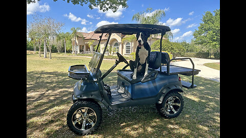 Great Dane Checks Out The Golf Cart Driver's Seat View