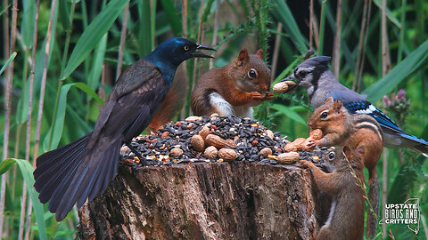 Cat TV 🐱 Dog TV 🐶 Upstate Birds And Critters: Ep 308— 070324