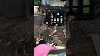 Baby guinea fowl looking for flock