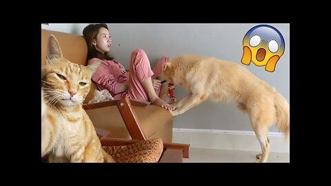 Funniest Animal Videos - Funny Dogs and Cats