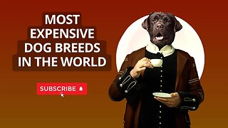 45 Most Expensive Dog Breeds in the World