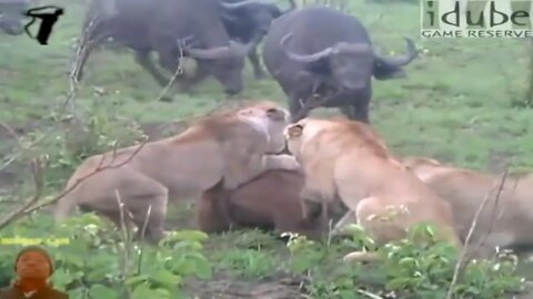 BATTLE AT MARULA - "RonaldCam" - Lion vs Buffalo Encounter