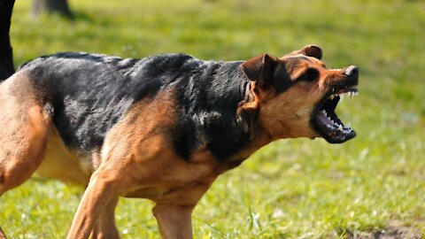 6 Aggressive Dog Training Tips (And Donts)