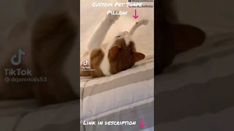 Tiktok Viral Funny Cat Squid Game 😂- Cat Funny Video
