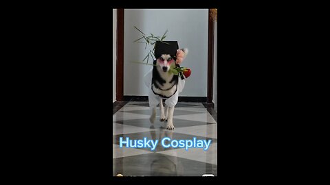 【 Husky Cosplay 】Funny moments of dogs