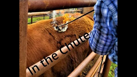 Transporting Livestock Across Boundaries (In the Chute - Round 35)