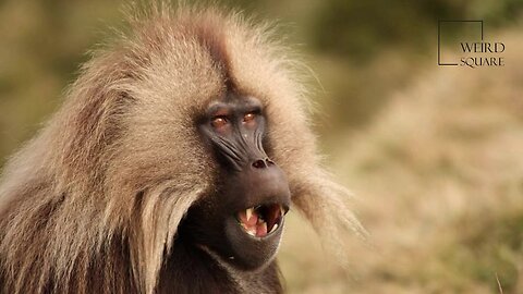 Interesting facts about Gelada Baboon by weird square
