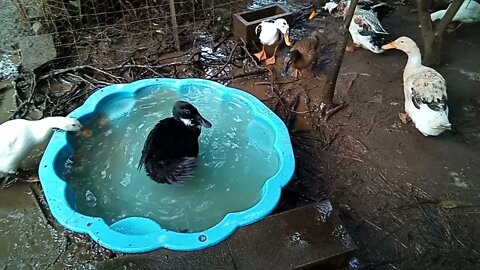 Sticky in the pond again, this time he is cleaning himself 11th September 2021