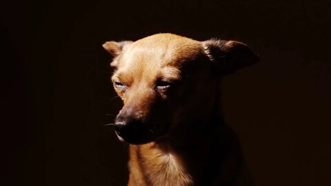 Portrait of a little terrier