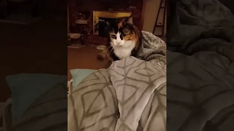 Tortie Cat Kneading at Bed Time