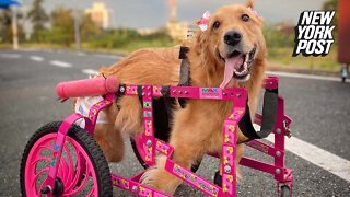 Dog in wheelchair is pretty in pink
