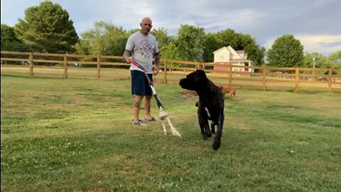 Cane Corso working flirt pole