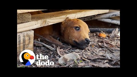 Stray Puppy Leads Rescuers To Her Secret Hideout _