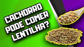 Cachorro pode comer Lentilha? | Dr. Edgard Gomes | Alimentação natural para Cães