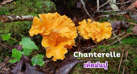 Idea cooking and eating Chanterelle