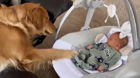 Is This Dog Is The World.Greatest Babysitter_ _ Funniest Pets Of The Week