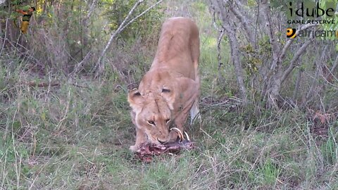 Daughters Of The Mapogo Lions - Rebuilding The Othawa Pride - 23: Warthog Meal/Upset Elephant