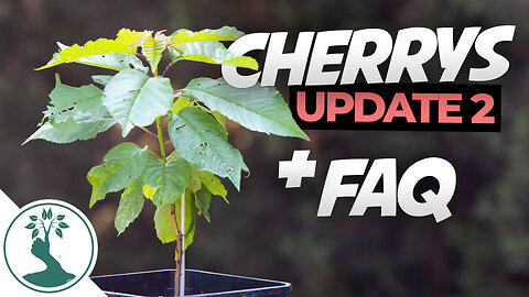 Questions People Ask When growing Cherry Trees From Seed - Cherry Tree From Seed Update 2