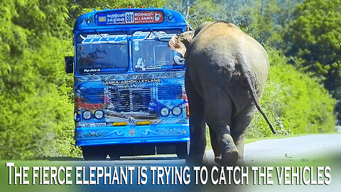 The fierce elephant is trying to catch the vehicles..