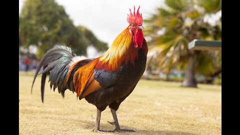 Rooster and Hen Wandering around the farm